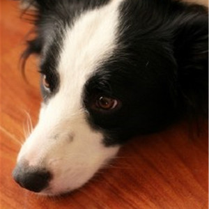 藤村美枝子在线视频
